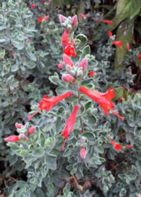 Zauschneria septentrionalis 'Select Mattole'